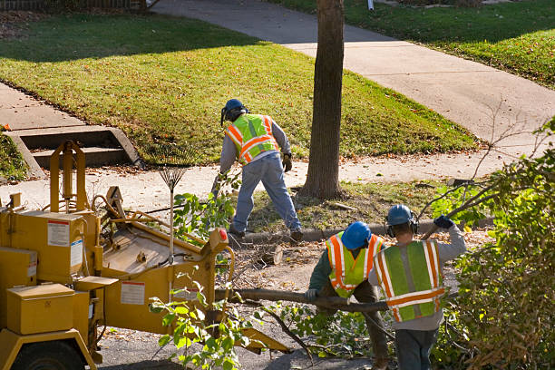 Best Firewood Processing and Delivery  in Midlothian, VA