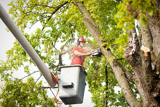 Professional Tree Removal in Midlothian, VA
