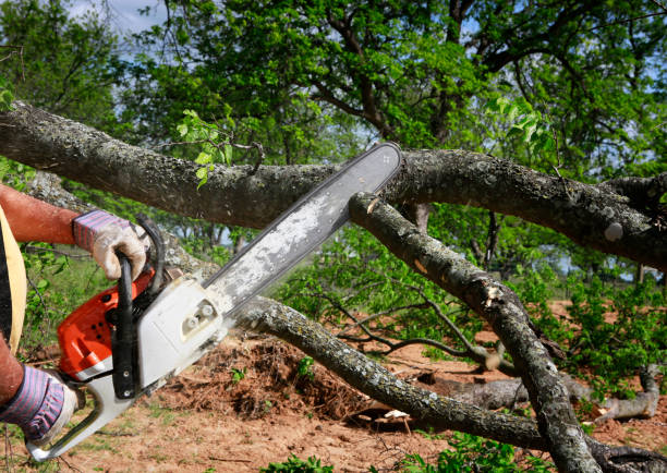 Leaf Removal in Midlothian, VA